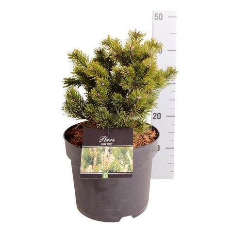 Pinus mugo 'Гном'