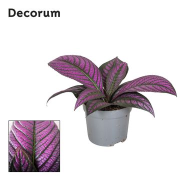 Strobilanthes dyeriana 'Metallica'