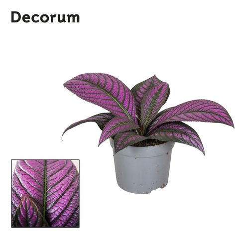 Strobilanthes dyeriana 'Metallica'