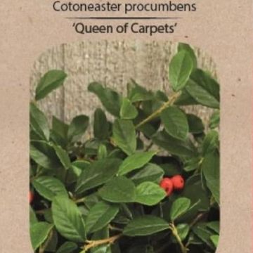 Cotoneaster procumbens 'Queen of Carpets'