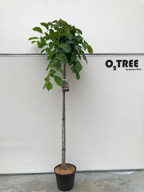 Ulmus 'Camperdownii'