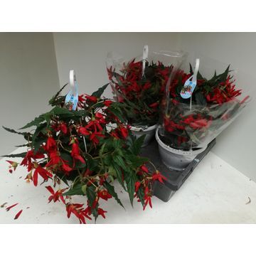 Begonia boliviensis BEAUVILIA RED