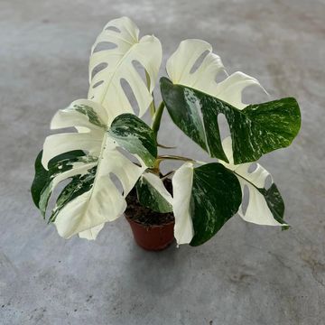 Μονστέρα deliciosa 'Variegata'