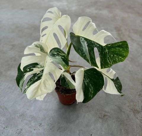 Monstera deliciosa 'Variegata'