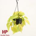 Epipremnum pinnatum 'Golden Pothos'