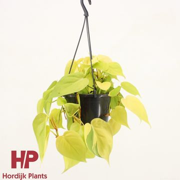 Epipremnum pinnatum 'Golden Pothos'