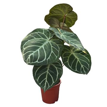 Anthurium crystallinum