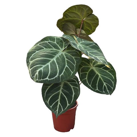 Anthurium crystallinum