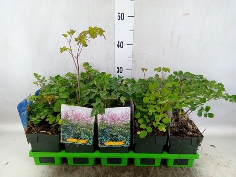 Thalictrum rochebrunnianum