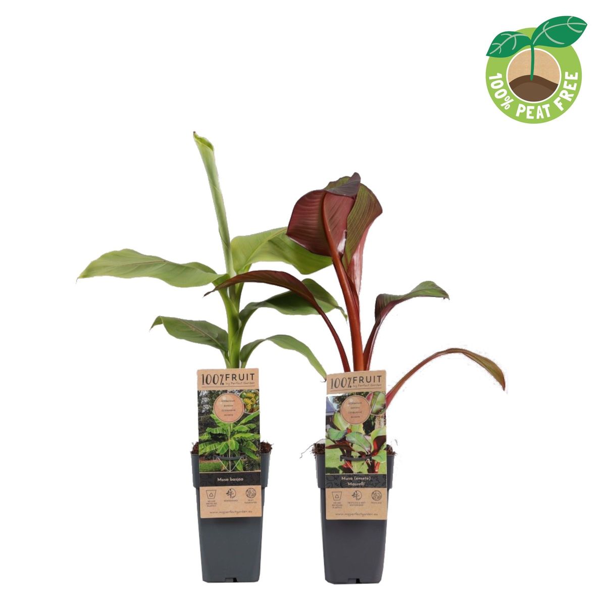 Musa MIX — Mayorista de plantas FlorAccess