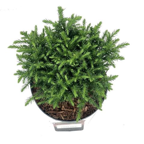 Cryptomeria japonica 'Green Pearl'