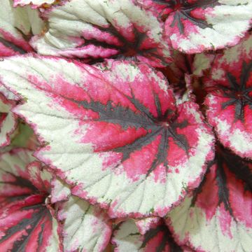 Begonia BELEAF EVENING GLOW