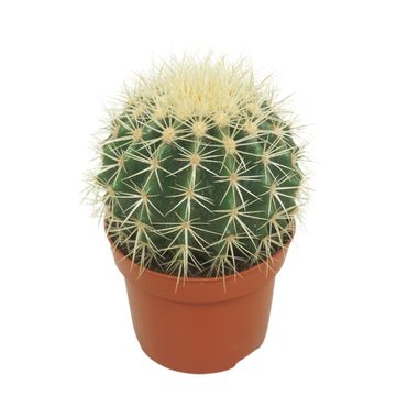 Echinocactus grusonii