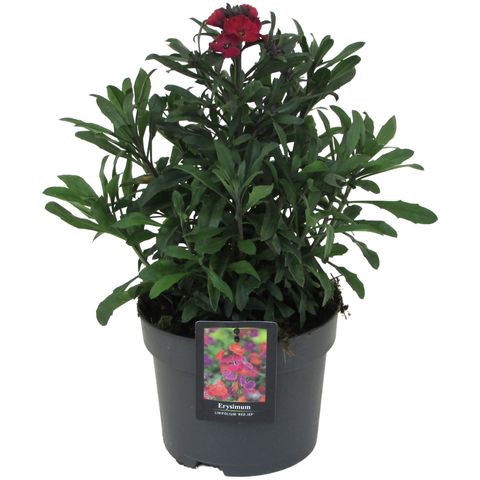 Erysimum 'Red Jep'