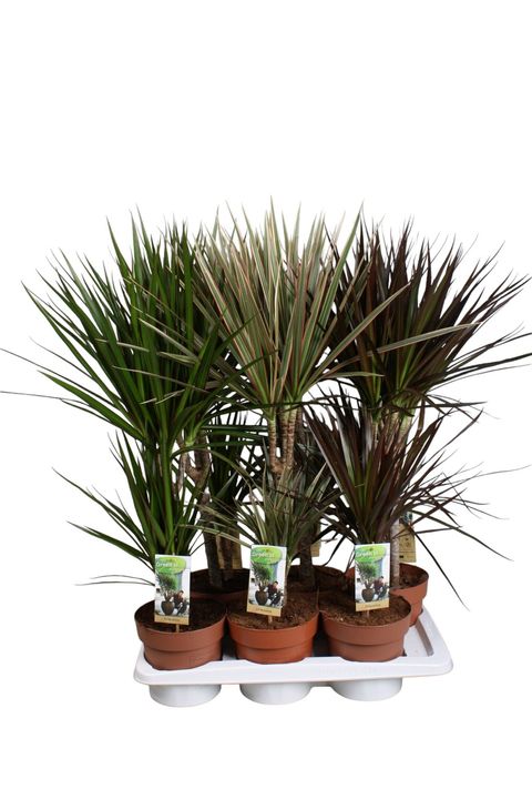 Dracaena MIX