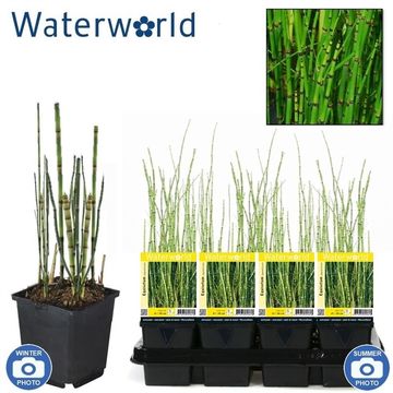 Equisetum 'Japonicum'