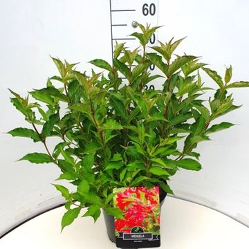 Weigela 'Red Prince'