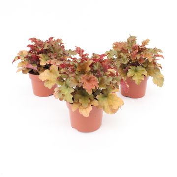 Heuchera CREME BRULEE