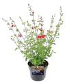 Salvia microphylla 'Hot Lips'