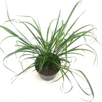 Calamagrostis brachytricha