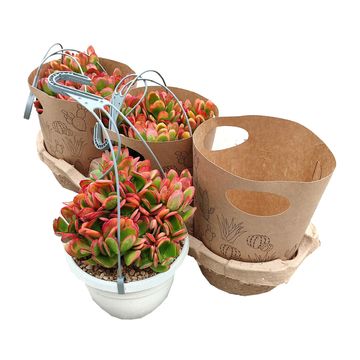 Crassula ovata 'Hummel's Sunset'