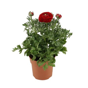 Ranunculus asiaticus 'Sprinkles Red'