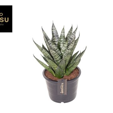 Sansevieria 'Comet Ming Green Marble'