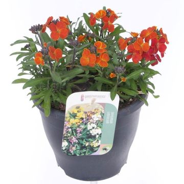 Erysimum LEYA ORANGE BICOLOUR