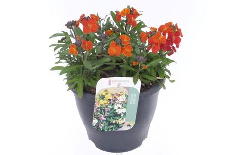 Erysimum LEYA ORANGE BICOLOUR