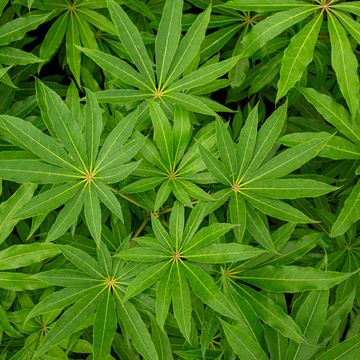 Schefflera 'Winter Jungle'