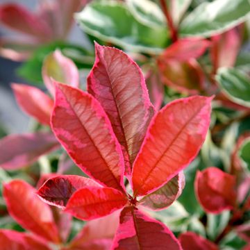 Photinia x fraseri PINK MARBLE