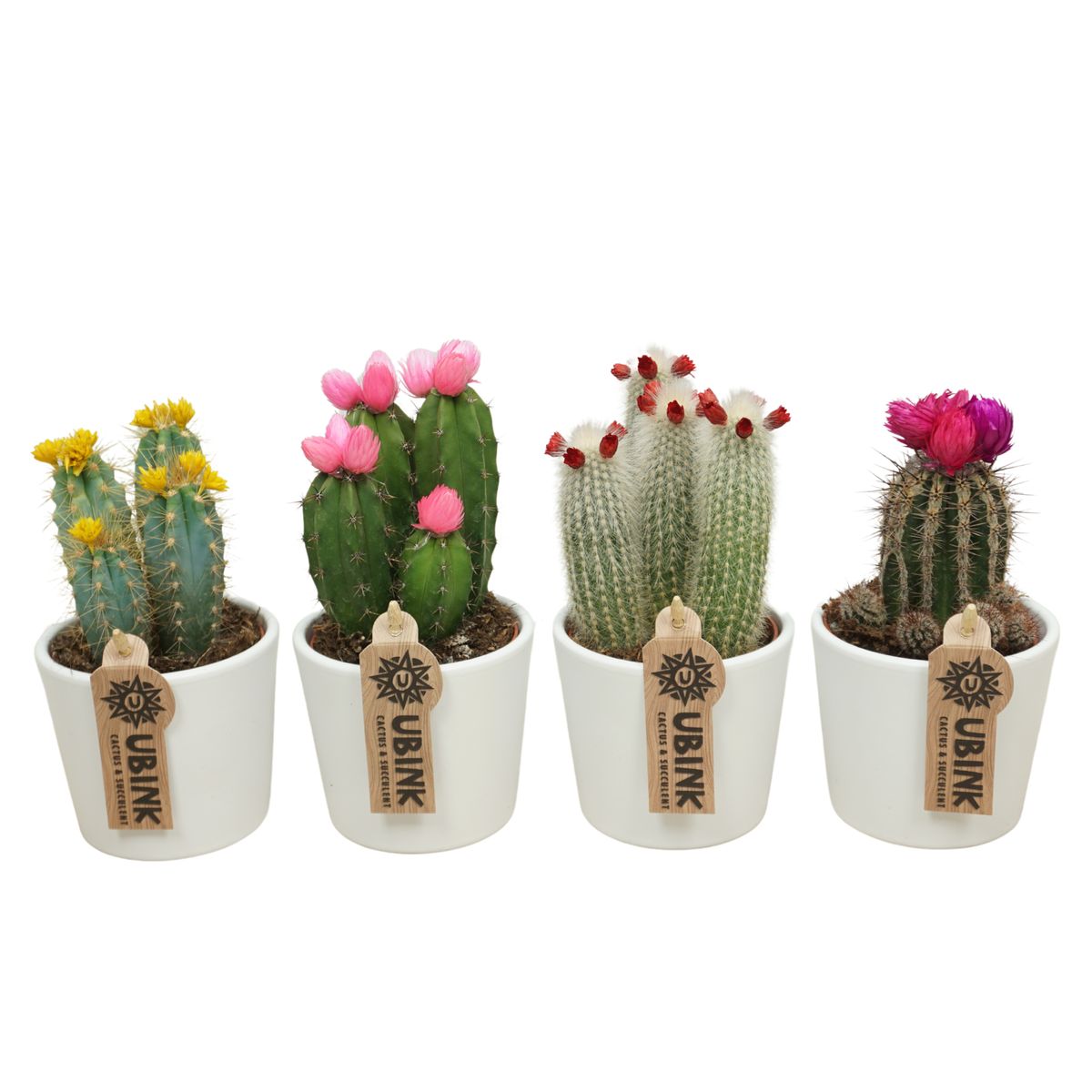 Mix Catus 'MINI' main image 1