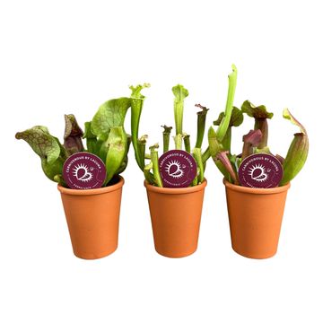 Sarracenia MIX