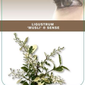 Ligustrum ibota MUSLI
