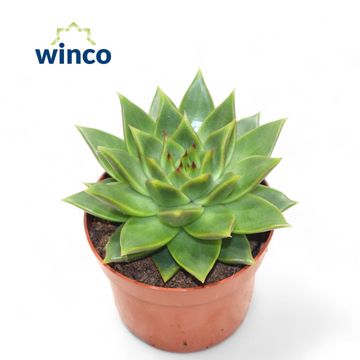 Echeveria agavoides 'Ebony'