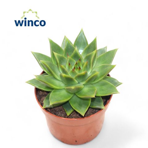 Echeveria agavoides 'Ebony'