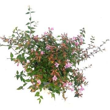Abelia 'Edward Goucher'
