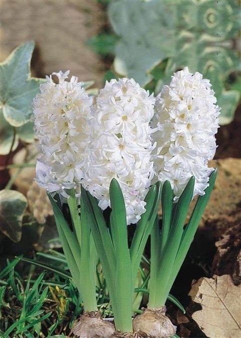 Hyacinthus Giacinto comune 'White Pearl'