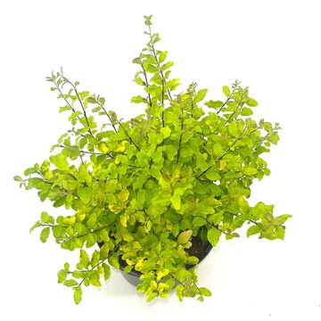 Ligustrum ovalifolium 'Lemon and Lime'