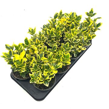 Euonymus japonicus MARIEKE