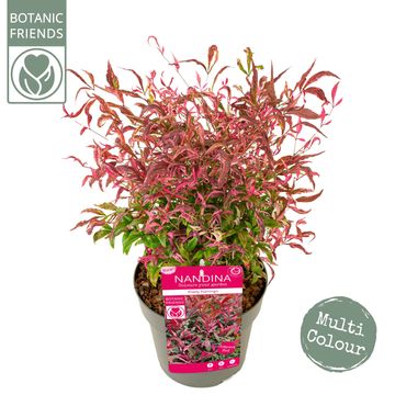 Nandina domestica 'Pretty Flamingo'