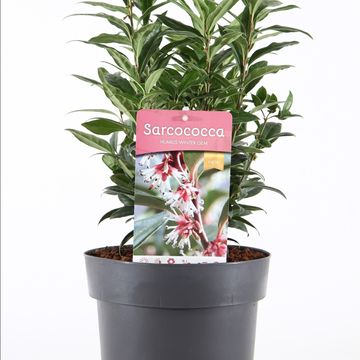 Sarcococca hookeriana WINTER GEM