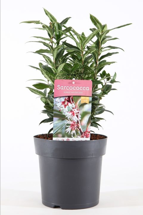 Sarcococca hookeriana WINTER GEM