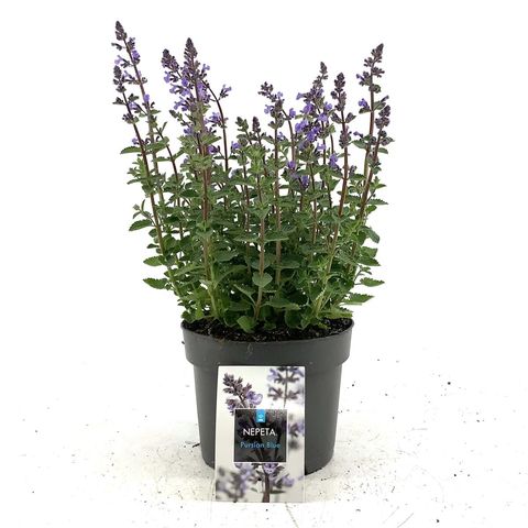 Nepeta PURRSIAN BLUE