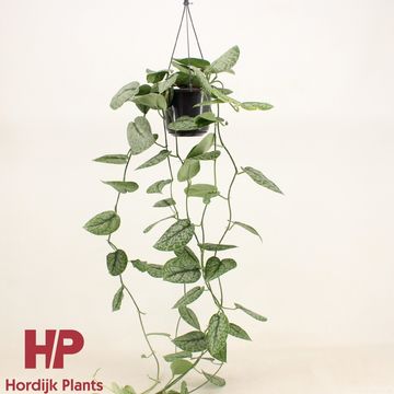 Scindapsus 'Silver Splash'