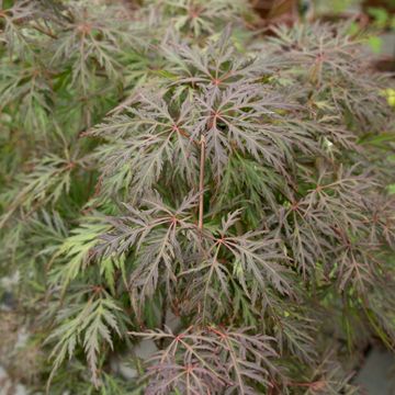 Acer palmatum CASCADE CRIMSON