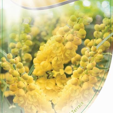Mahonia eurybracteata 'Soft Caress'