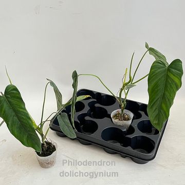 Філодендрон dolichogynium