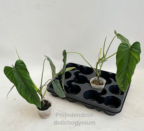 Филодендрон dolichogynium