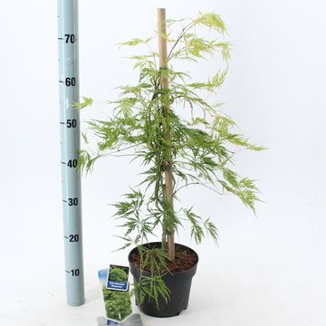 Acer palmatum 'Dissectum'
